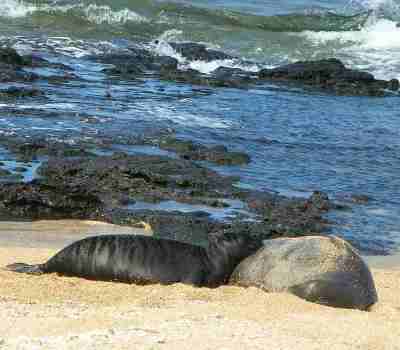 Monk Seals Hapu and Mom